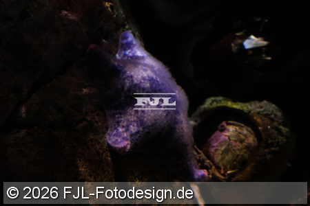 Bild-Nr.: 2602476