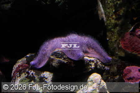 Bild-Nr.: 2602477