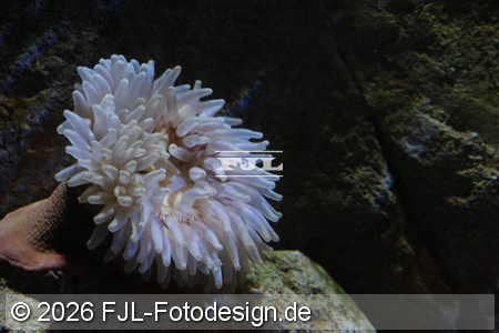 Bild-Nr.: 2602478