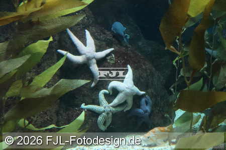 Bild-Nr.: 2602479
