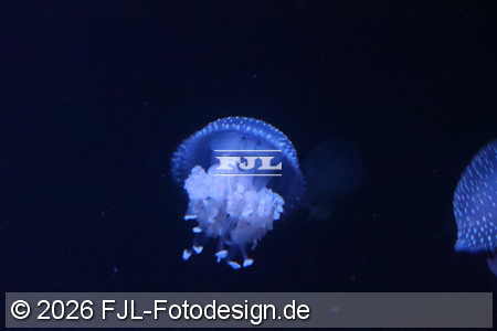 Bild-Nr.: 2602480