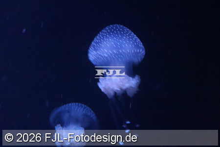 Bild-Nr.: 2602481