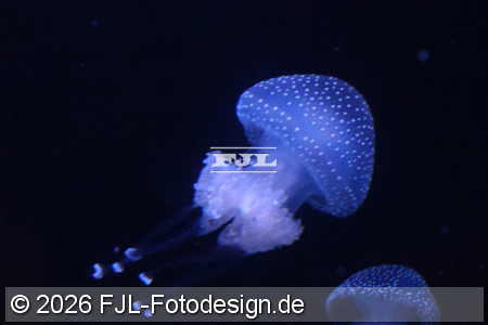 Bild-Nr.: 2602482