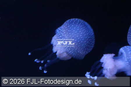 Bild-Nr.: 2602483