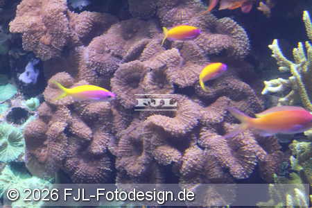 Bild-Nr.: 2602484
