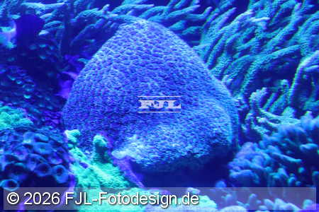 Bild-Nr.: 2602486