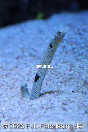 Bild-Nr.: 2602487