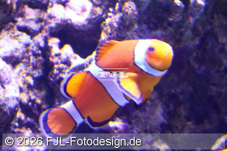 Bild-Nr.: 2602488