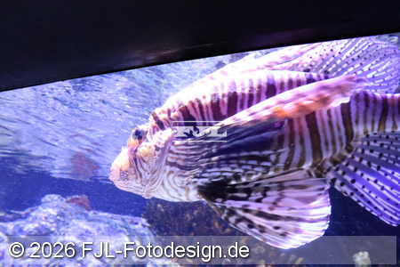Bild-Nr.: 2602489