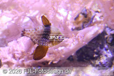 Bild-Nr.: 2602490