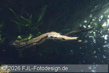 Bild-Nr.: 2602491