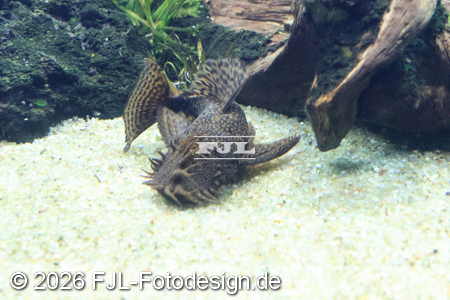 Bild-Nr.: 2602492