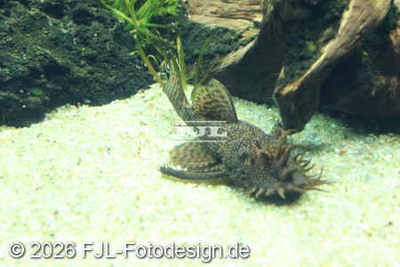 Bild-Nr.: 2602493