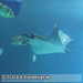 Bild-Nr./Picture No.: 2602425