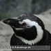 Bild-Nr./Picture No.: 2602430