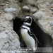 Bild-Nr./Picture No.: 2602431