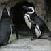 Bild-Nr./Picture No.: 2602432