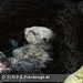 Bild-Nr./Picture No.: 2602437