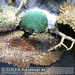 Bild-Nr./Picture No.: 2602444