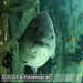 Bild-Nr./Picture No.: 2602450