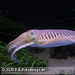 Bild-Nr./Picture No.: 2602452