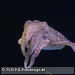 Bild-Nr./Picture No.: 2602453
