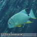Bild-Nr./Picture No.: 2602454