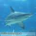 Bild-Nr./Picture No.: 2602455