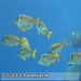 Bild-Nr./Picture No.: 2602456