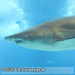 Bild-Nr./Picture No.: 2602459