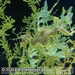 Bild-Nr./Picture No.: 2602466