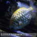 Bild-Nr./Picture No.: 2602468