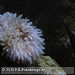 Bild-Nr./Picture No.: 2602477
