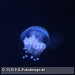 Bild-Nr./Picture No.: 2602479
