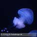 Bild-Nr./Picture No.: 2602481