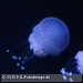Bild-Nr./Picture No.: 2602482