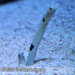 Bild-Nr./Picture No.: 2602486