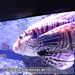 Bild-Nr./Picture No.: 2602488