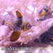 Bild-Nr./Picture No.: 2602489