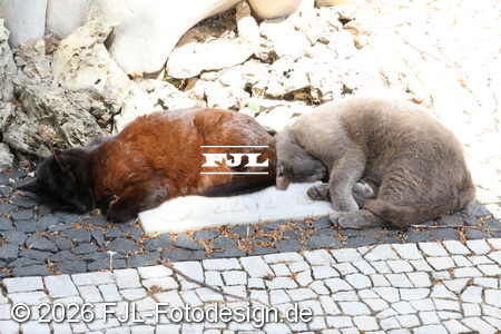 Bild-Nr.: 2602525