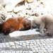 Bild-Nr./Picture No.: 2602524
