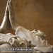Bild-Nr./Picture No.: 2602968