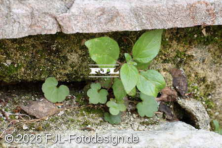 Bild-Nr.: 2603129