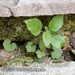 Bild-Nr./Picture No.: 2603128