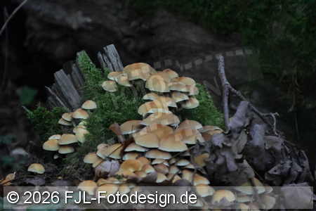 Köln-Dünnwald am 5. Oktober 2026